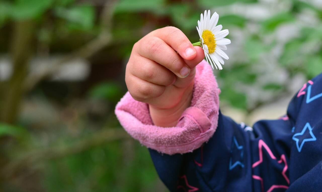 Kinderhand mit einer Blume